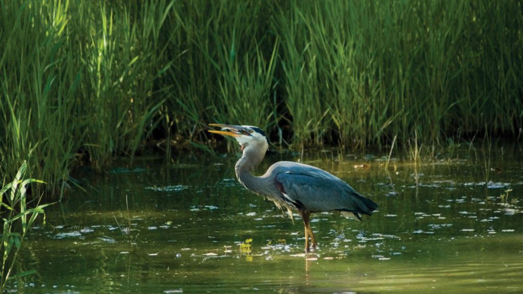 The Cumulative Impact of Routine Power Washing on Coastal and Estuarine Environments