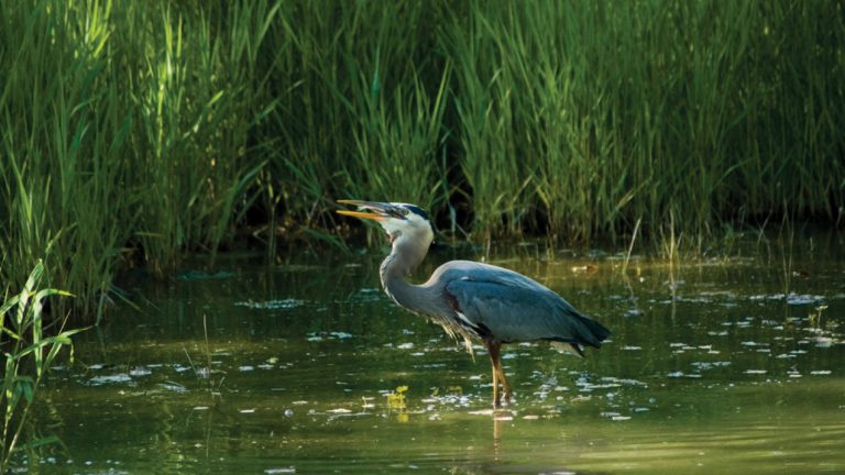 Estuarine Environments