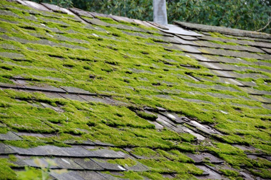 Can Power Washing Kill Mold and Algae Permanently?