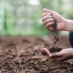 The Impact of Power Washing on Native Plant Life and Soil Health