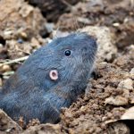 How Commercial Power Washing Affects Urban Wildlife