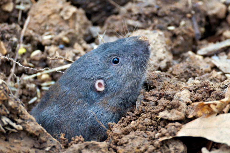 Soil Wildlife