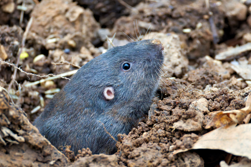 How Commercial Power Washing Affects Urban Wildlife