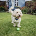 Pet-Safe Power Washing: Protecting Furry Friends While Cleaning Outdoors