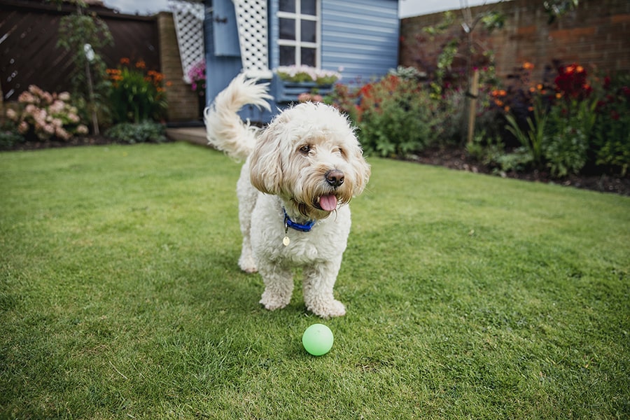 Pet-Safe Power Washing: Protecting Furry Friends While Cleaning Outdoors