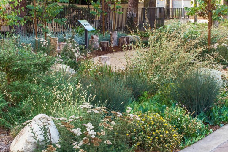 rain gardens