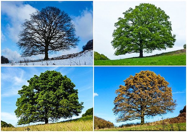 seasons