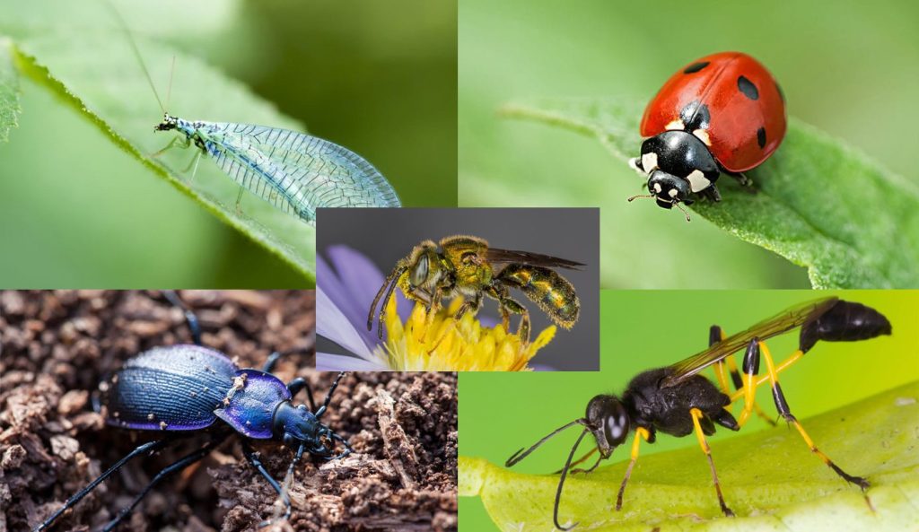 Beneficial Insects