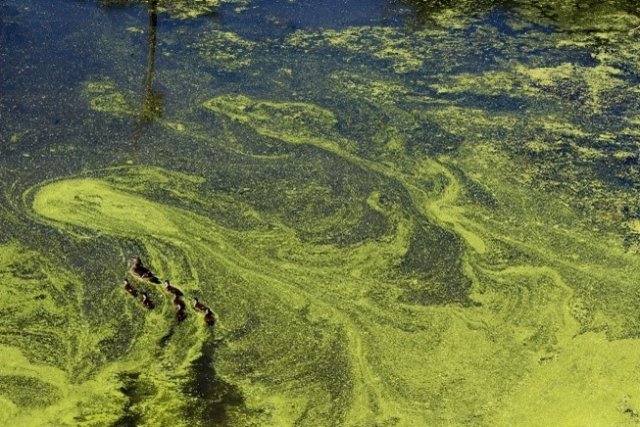 Preventing Algae Spread
