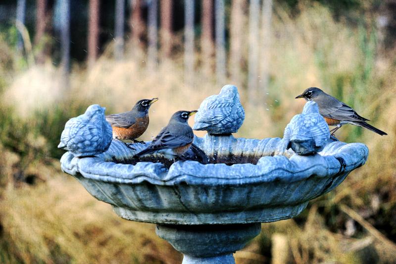 cleaning bird baths