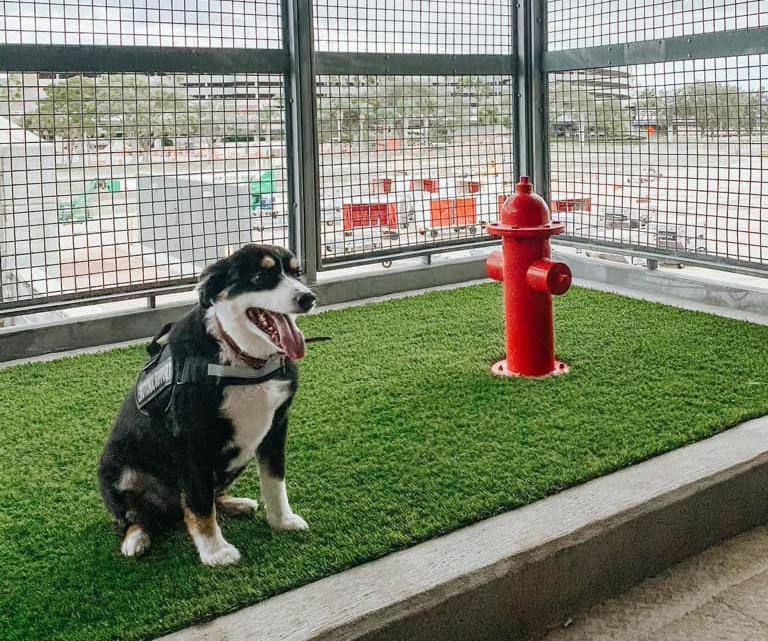 cleaning outdoor pet areas