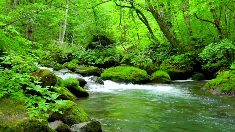 forest and stream