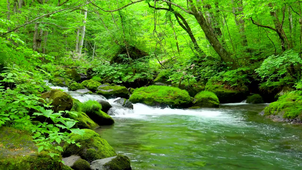 forest and stream