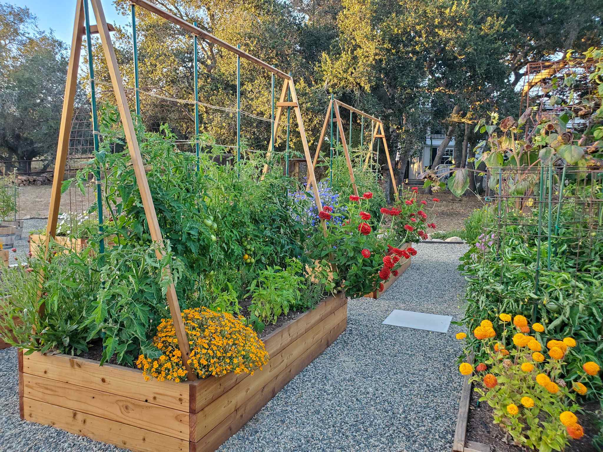 garden trellis
