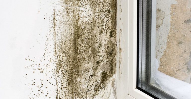 mildew