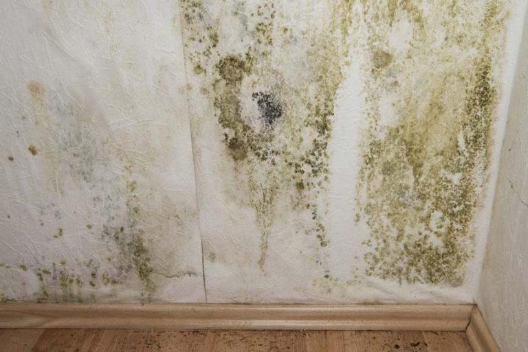 mildew regrowth