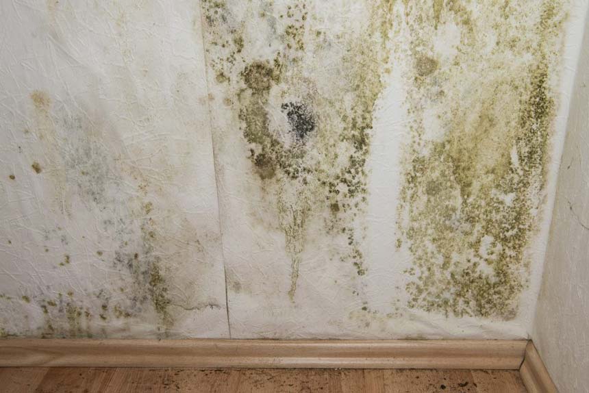mildew regrowth
