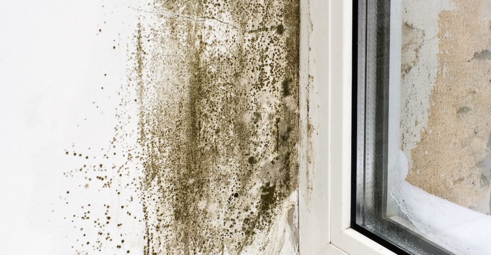 mildew