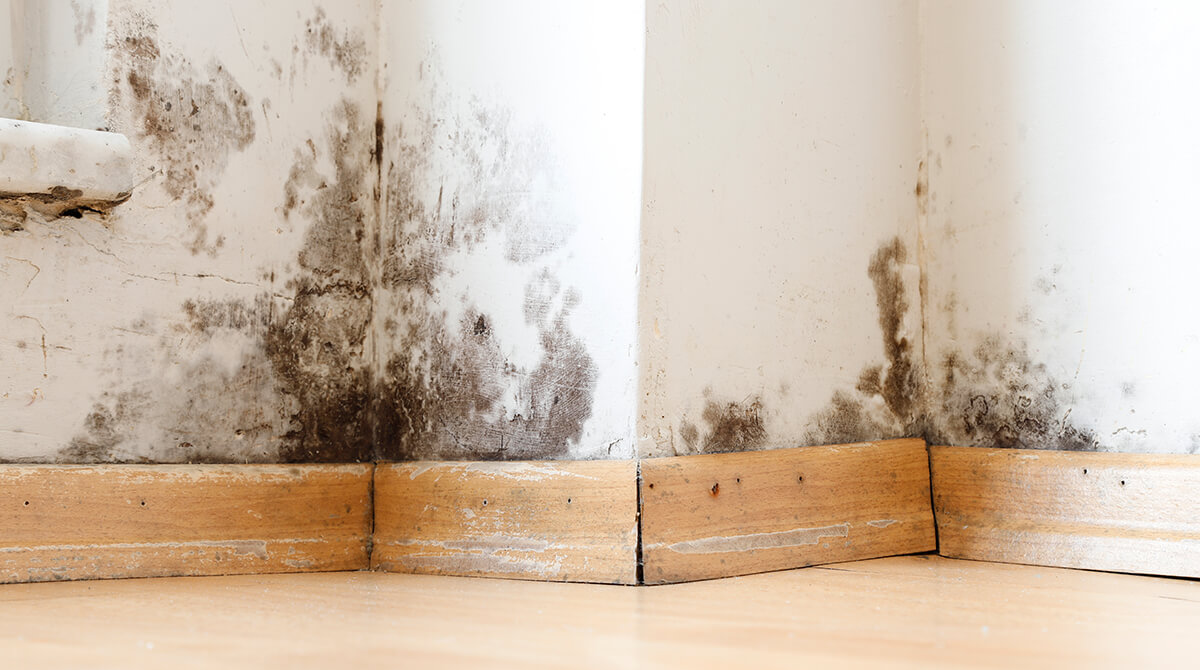 mold and mildew