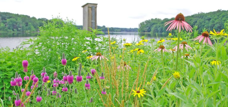 native plant restoration