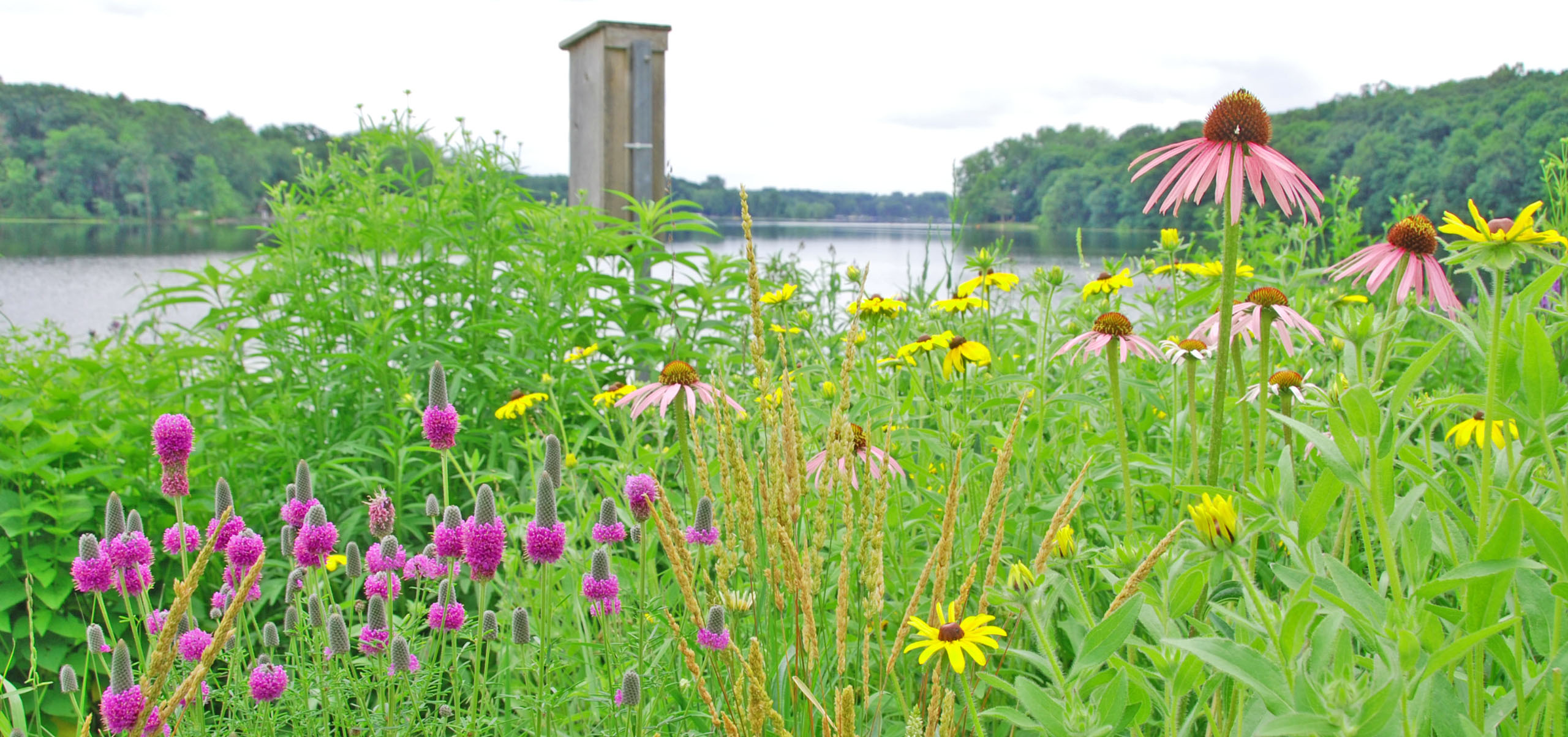 native plant restoration