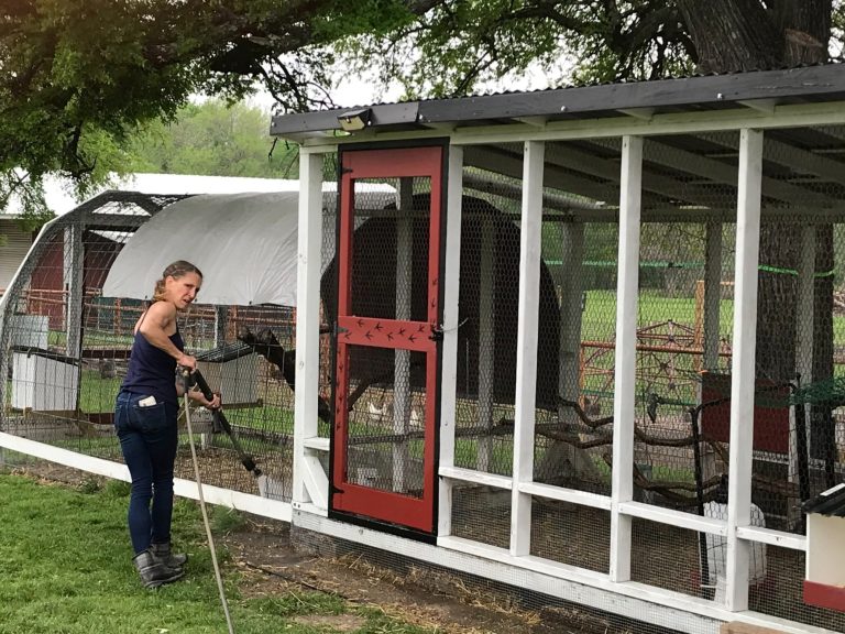 power washing chicken coop