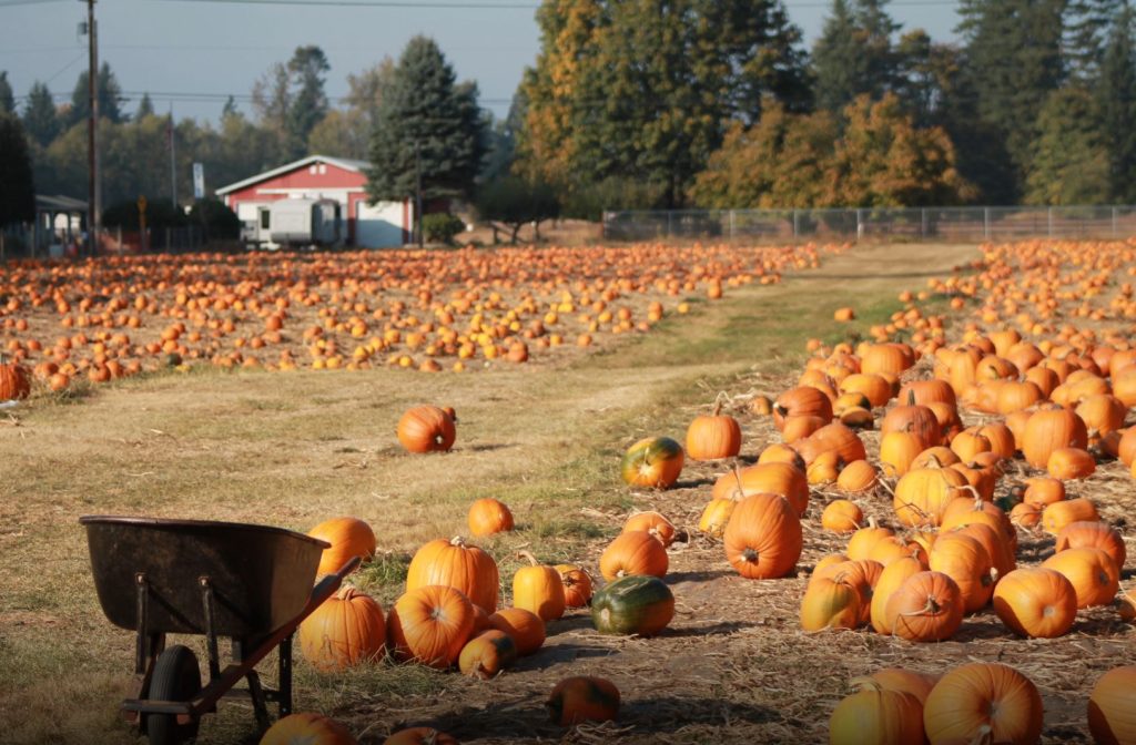 power washing pumpkin patch