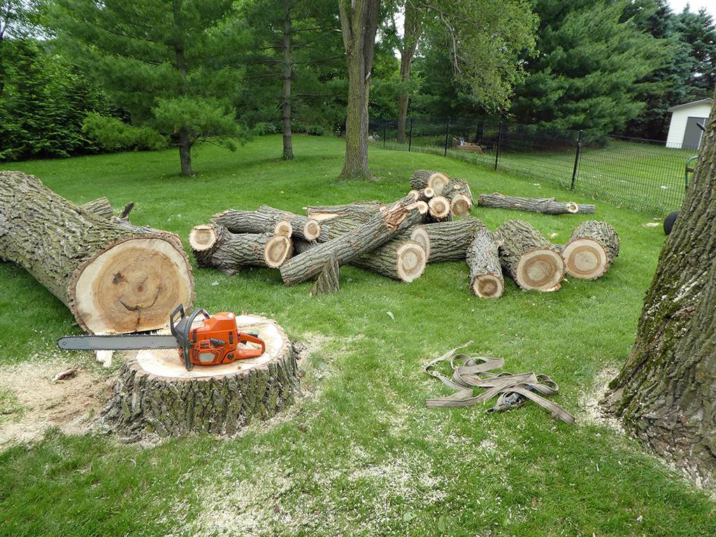 power washing tree removal