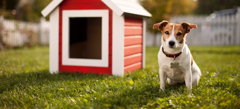 pressure wash a dog house
