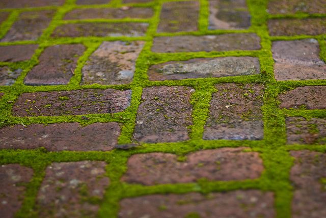 pressure wash moss path