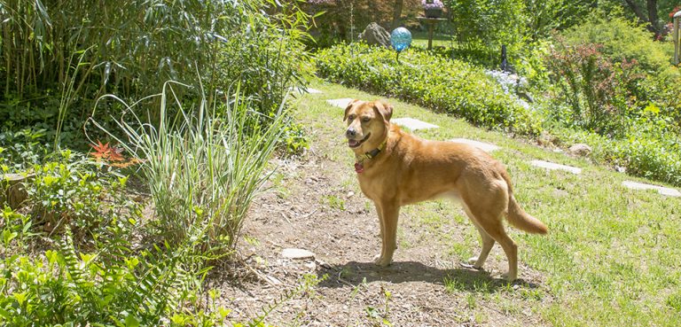 pressure wash pets