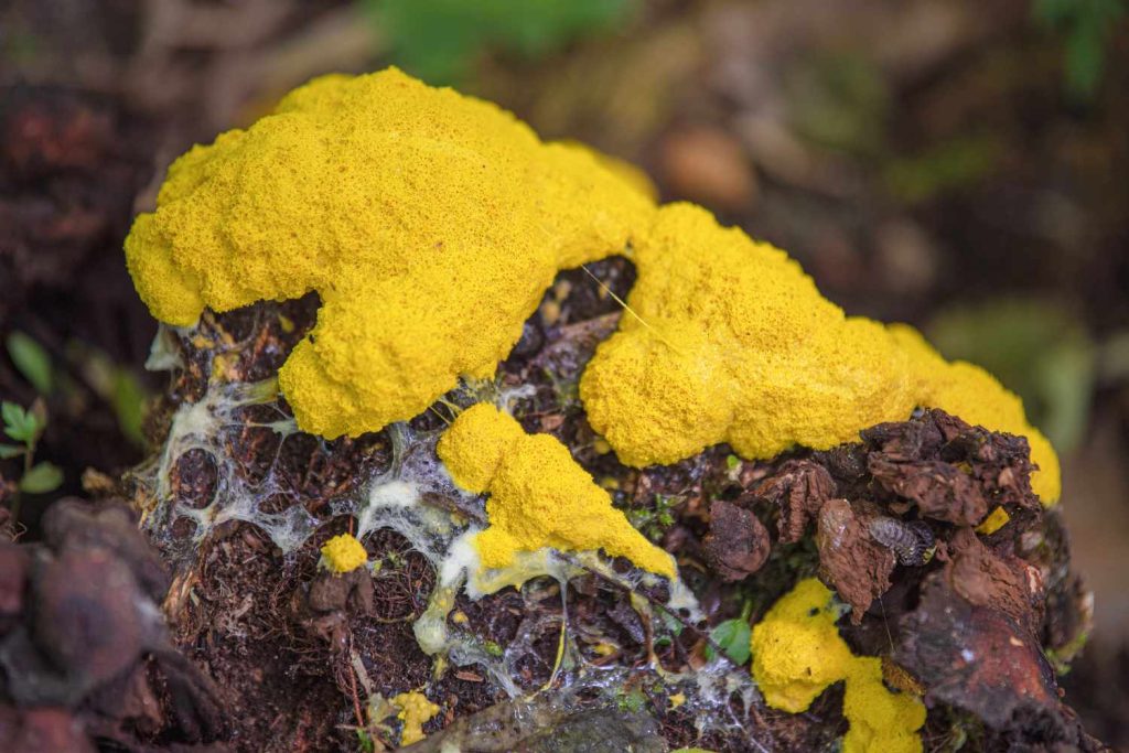 slime mold