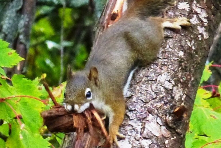 squirrels2