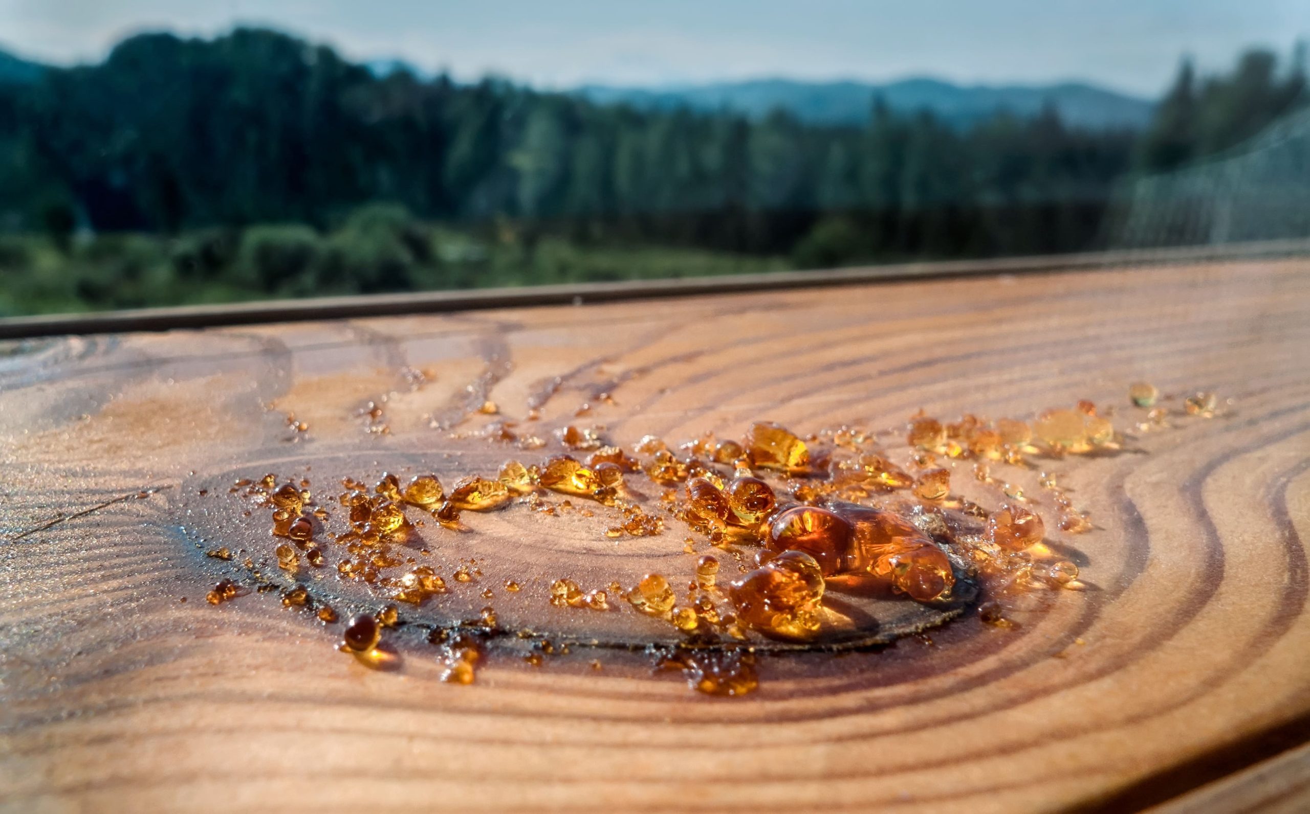 tree sap deck