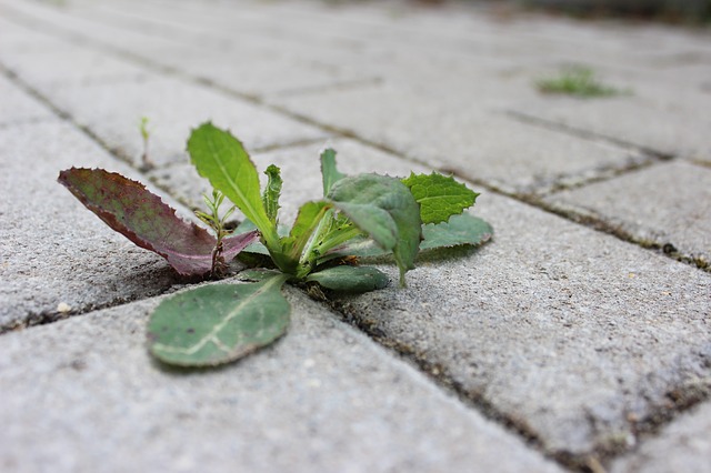 weed growth in cracks