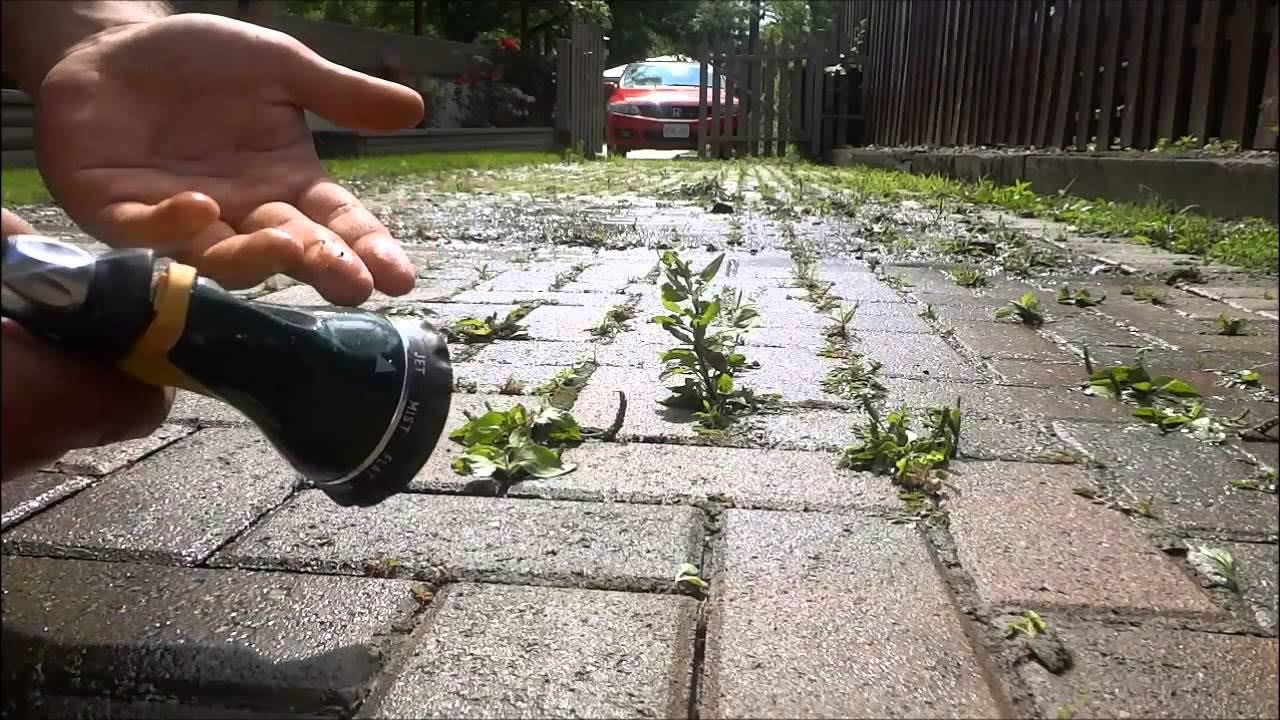 Weed Growth In Pavers