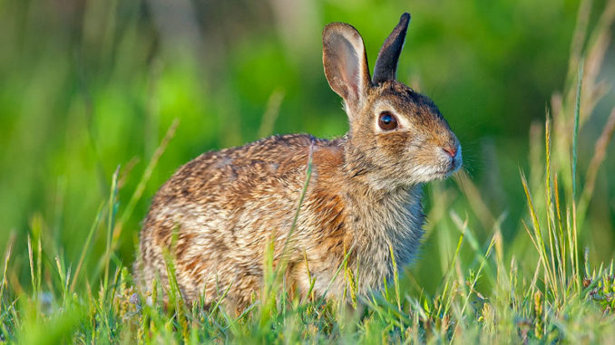wild rabbit